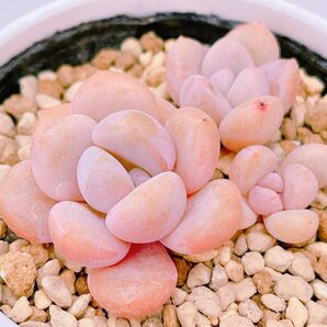『クイズボール』パキベリア 多肉植物480