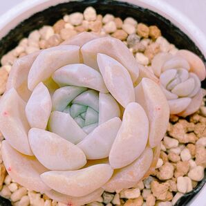 『ヒアリアナ×ラウイ』エケベリア 多肉植物
