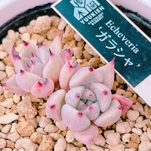 『ガラシャ』1番 エケベリア 多肉植物