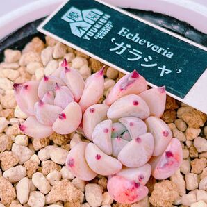 『ガラシャ』2番 エケベリア 多肉植物