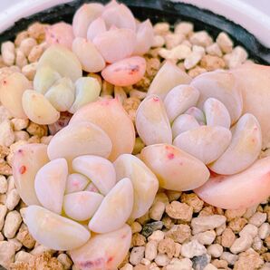 『モンロー』エケベリア 多肉植物