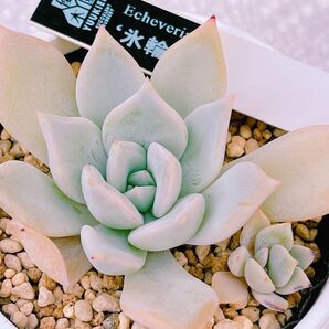 『氷輪』1番 優木園 エケベリア 多肉植物
