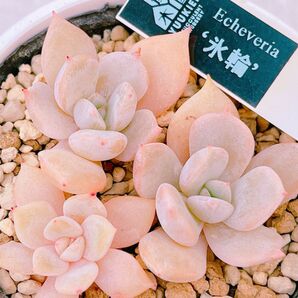 『氷輪』2番 優木園 エケベリア 多肉植物