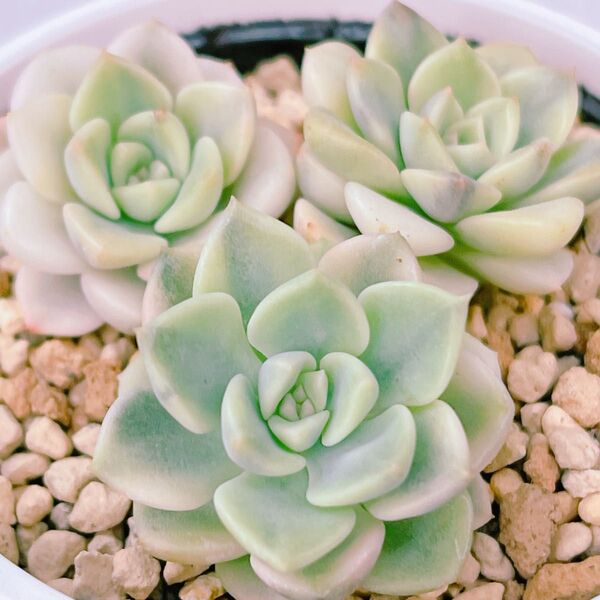 『ティンカーベル錦』斑入り エケベリア 多肉植物