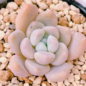 『だるま姫秀麗×ラウリンゼ』グラプト 多肉植物