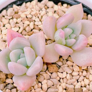 『マチルダ』エケベリア 多肉植物