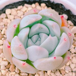 『氷山』エケベリア 多肉植物