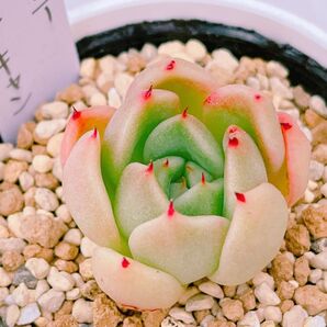 『サラボニー×ナナキャン』エケベリア 多肉植物