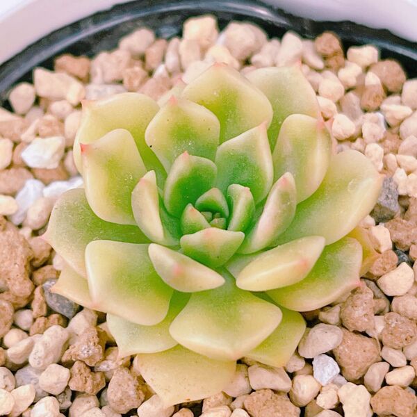 『オリビア錦』斑入り エケベリア 多肉植物