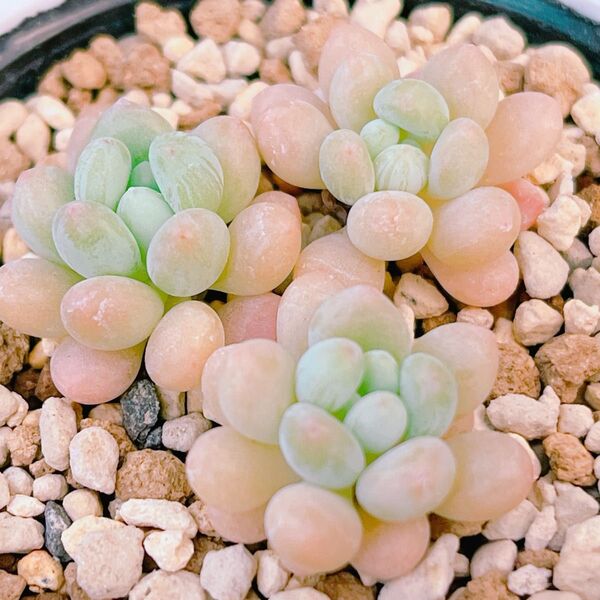 『ロココ』エケベリア 多肉植物
