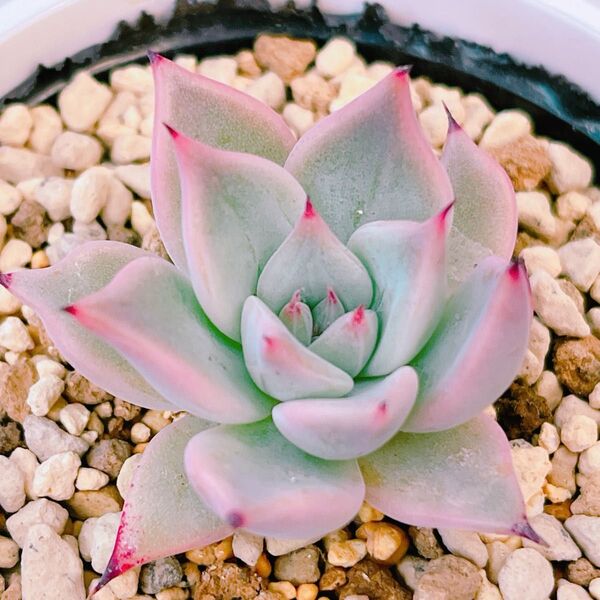 『クスピダータサンロベルト×リンゼアナ』エケベリア 多肉植物