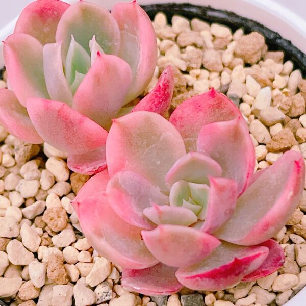 『ピンクベラ錦』2番 斑入り エケベリア 多肉植物