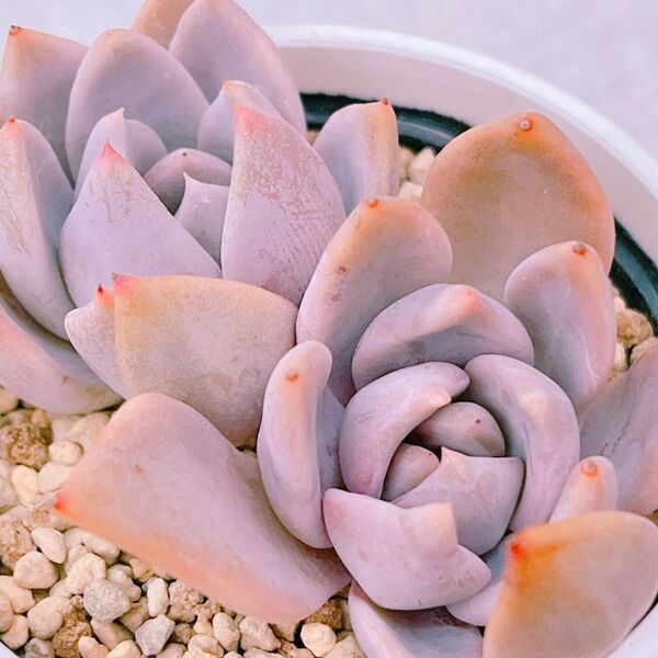 『トバレンシス×ラウイ』1番 エケベリア 多肉植物