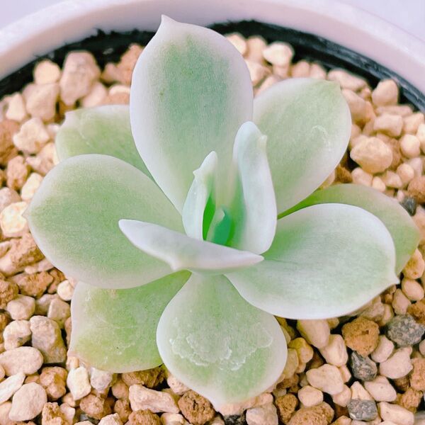 『レモンローズ錦』斑入り エケベリア 多肉植物
