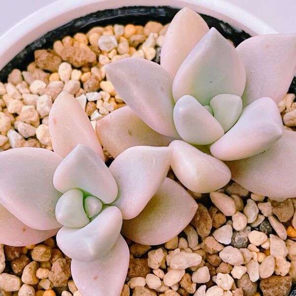 『淡雪錦』斑入り エケベリア 多肉植物