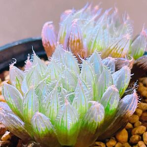 『ガメラ』ハオルチア 多肉植物