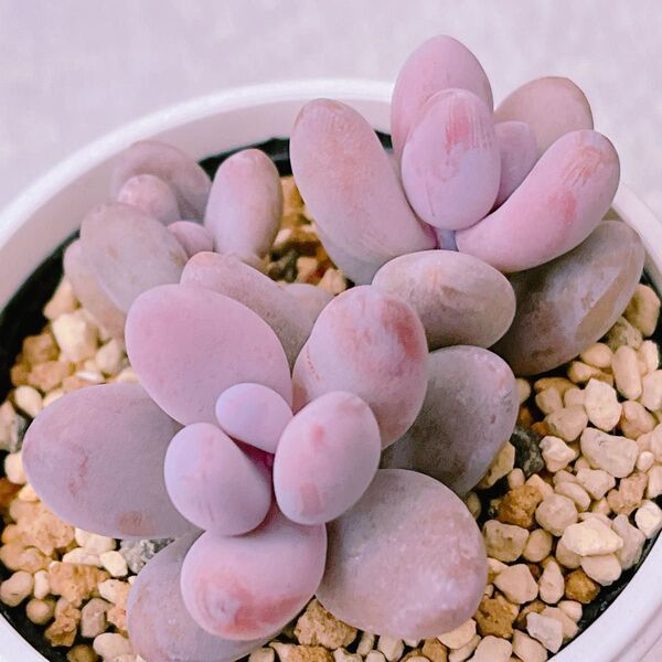 『クライギー』セダム 多肉植物