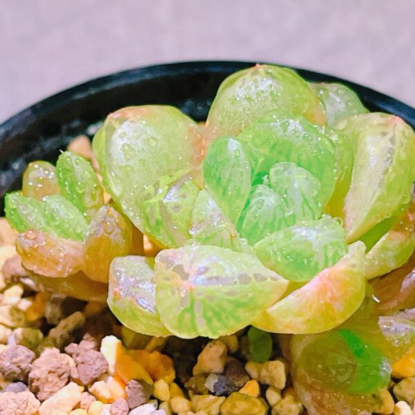『ウンブラティコラ』ハオルチア 多肉植物