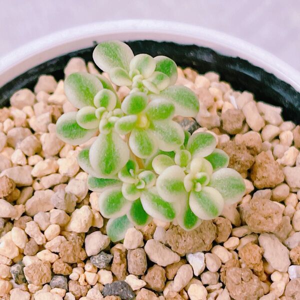 『浜万年草錦』2番 斑入り セダム 多肉植物