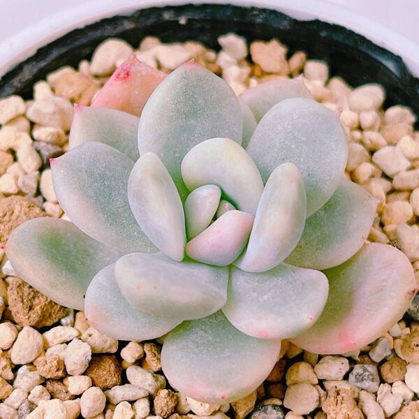 『モンロー錦』斑入り エケベリア 多肉植物990