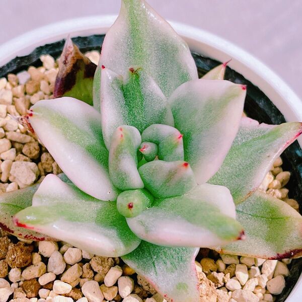 『エルクホーン錦』斑入り エケベリア 多肉植物980