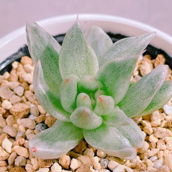 『セントルイス錦』斑入り エケベリア 多肉植物