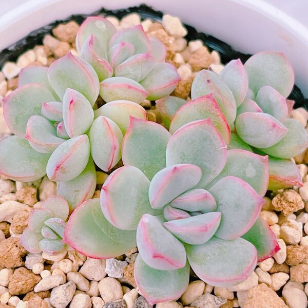 『デュナス』エケベリア 多肉植物