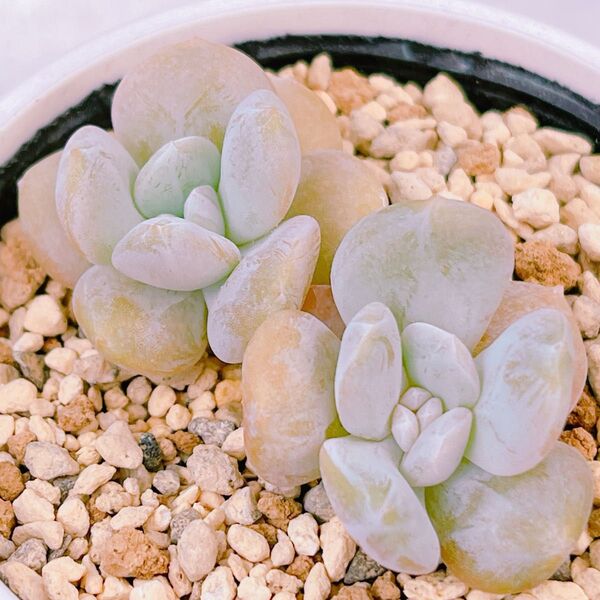 『ラウトップ』エケベリア 多肉植物