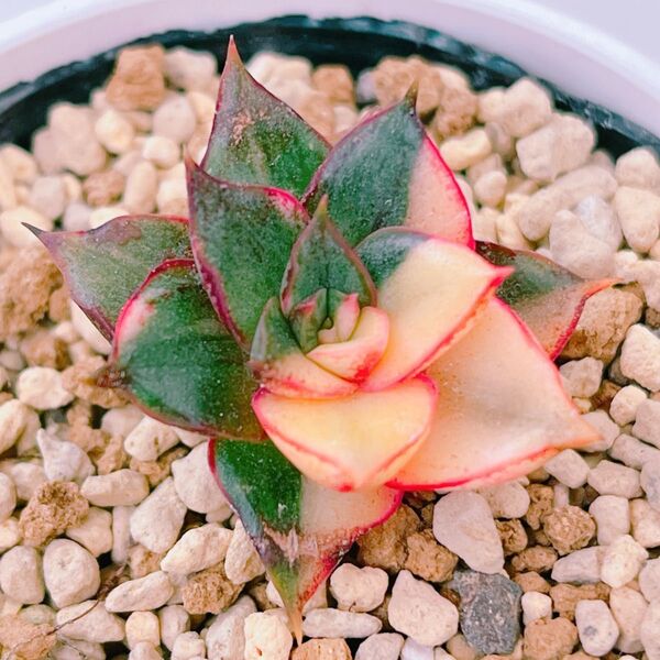 『モノケロティス錦』斑入り エケベリア 多肉植物
