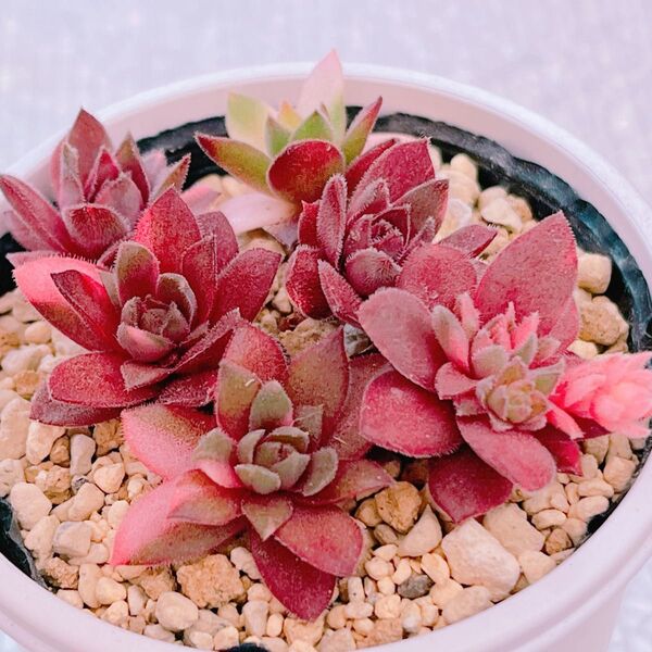 『ストライカー錦』斑入り センペルビウム 多肉植物