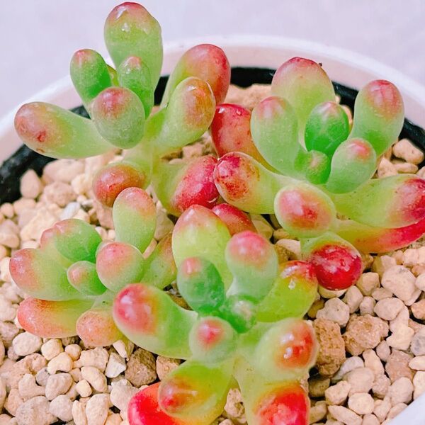 『ルビーティント』2番 セダム 多肉植物570