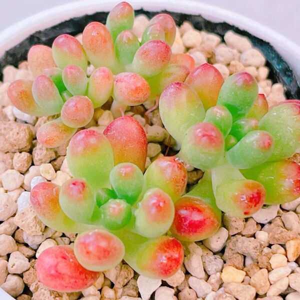 『ルビーティント』3番 セダム 多肉植物