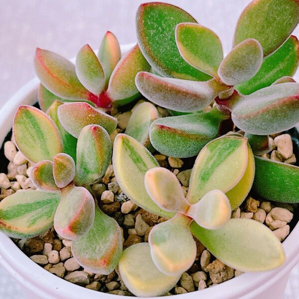 『ロゲルシー錦』1番 クラッスラ 多肉植物