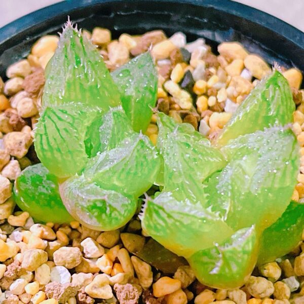 『ウェディングベル』ハオルチア 多肉植物590
