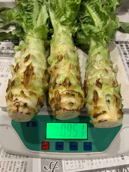 茎レタス 3キロ