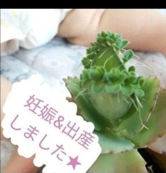 【妊活中の方へ】子宝草 多肉植物 妊活 妊娠 出産 縁起物 ジンクス 授かり 子宝 かわいい 多肉植物 観葉植物