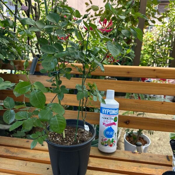 バラ バ◯◯◯ 大苗
