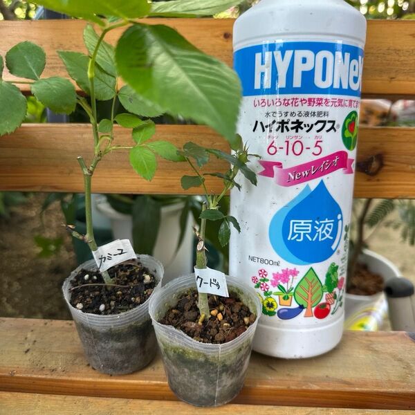 バラ 2苗セット