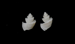 貝の標本 trigonostoma antiquata 14.8mm~15mm.Taiwan 