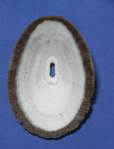 貝の標本 Fissuella lutmarginata 67mm.chile_画像2