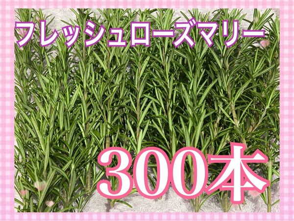 富山県産 採れたてフレッシュローズマリー300本