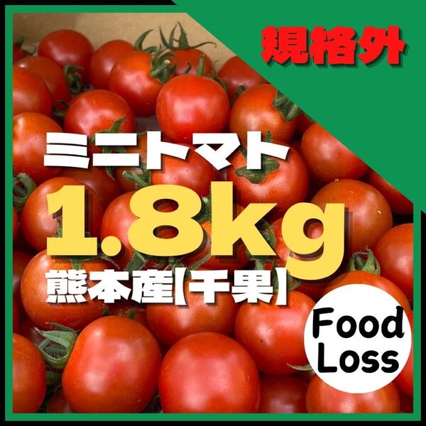 ミニトマト 1.8キロ フードロス 規格外 野菜 熊本産 訳あり 安い ミネラル にがり