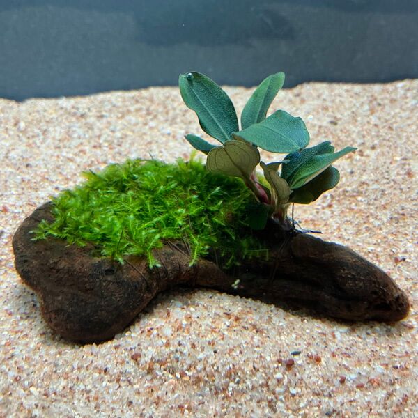 ①ジャイアント南米モス活着ブセファランドラティア付き流木 9cm