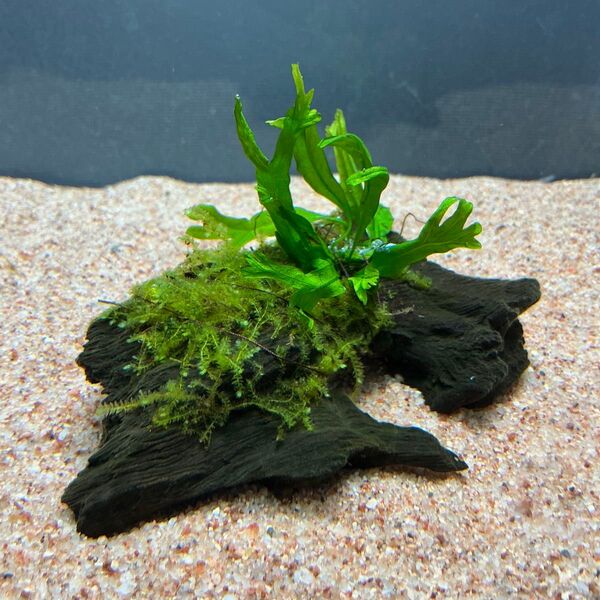 ②特価!ジャワモス活着ミクロソリウムウェンディロフ付き流木 9cm