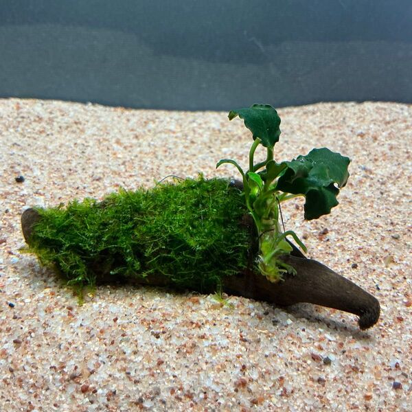 南米ウィローモス活着アヌビアスキリンミニ付き流木 9cm