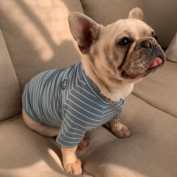 4PETS 犬の服 tシャツ 洋服 ドッグウェア XXLサイズ