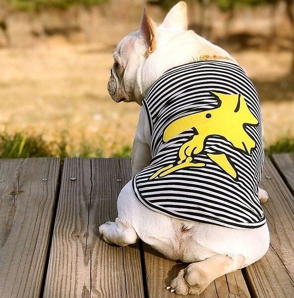 4PETS 犬の服 タンクトップ 洋服 ドッグウェア XXLサイズ