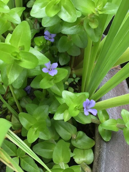 【根付き】ウォーターバコパ 水上葉 無農薬 水草 10本 メダカの隠れ家に最適!