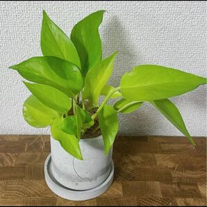 ポトス 8カット ライム&グリーン 発根済みも入って、増量中!観葉植物