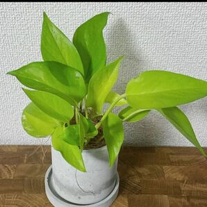 ポトス 8カット ライム&グリーン 発根済みも入って、増量中!観葉植物